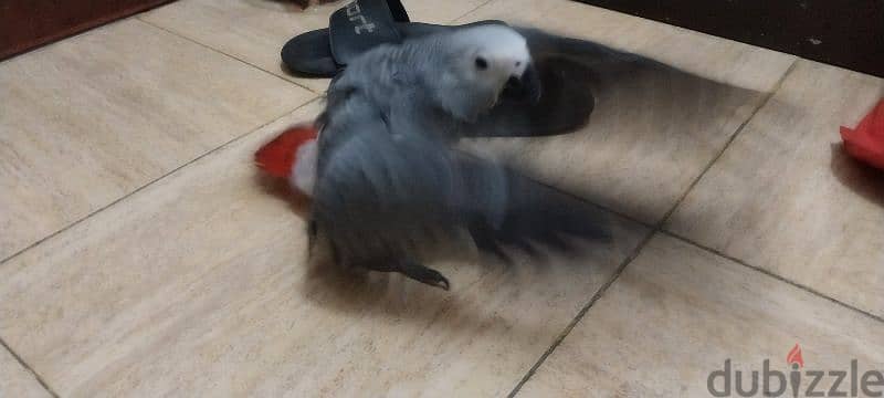 Grey parrot baby for sale 0