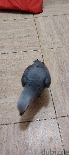 Grey parrot baby for sale 1