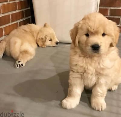 Golden Retriever Puppy