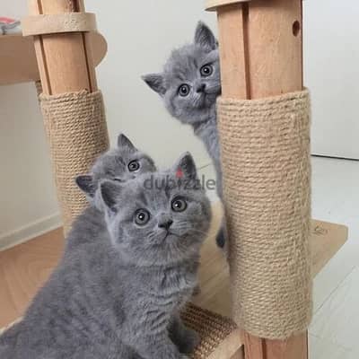 British short hair kittens