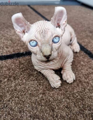 Sphynx and Bengal kittens  ready 1