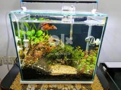 well Maintained Planted tank for sale .