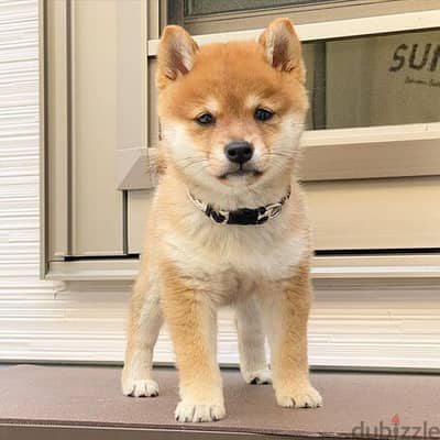 Adorable Shiba Inu puppies