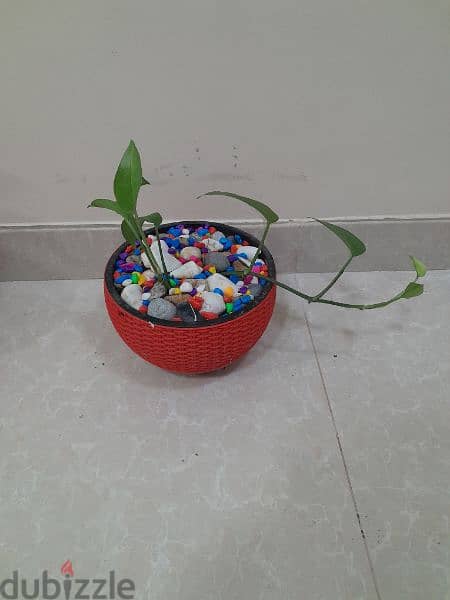 indore money plant, home delivery available,only muscat 1