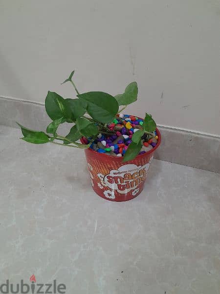 indore money plant, home delivery available,only muscat 2