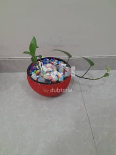 indore money plant, home delivery available, only muscat