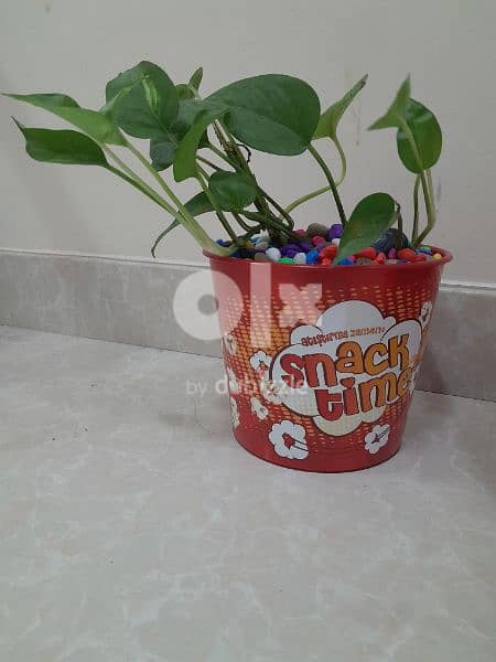 indore money plant, home delivery available, only muscat 1