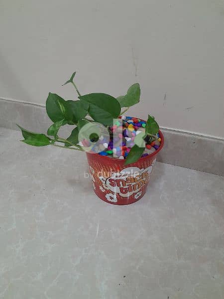 indore money plant, home delivery available, only muscat 2
