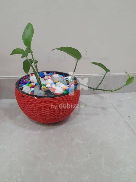 indore money plant, home delivery available, only muscat 3