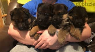 German Shepherd Puppies 0