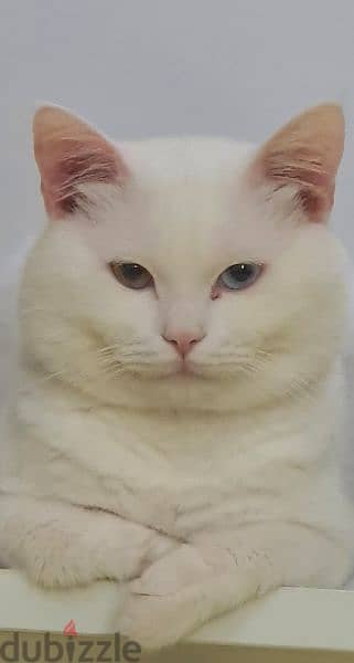 قط ذكر سكوتش للتزاوج Male White Cat for Mating 2