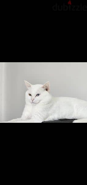 قط ذكر سكوتش للتزاوج Male White Cat for Mating 3