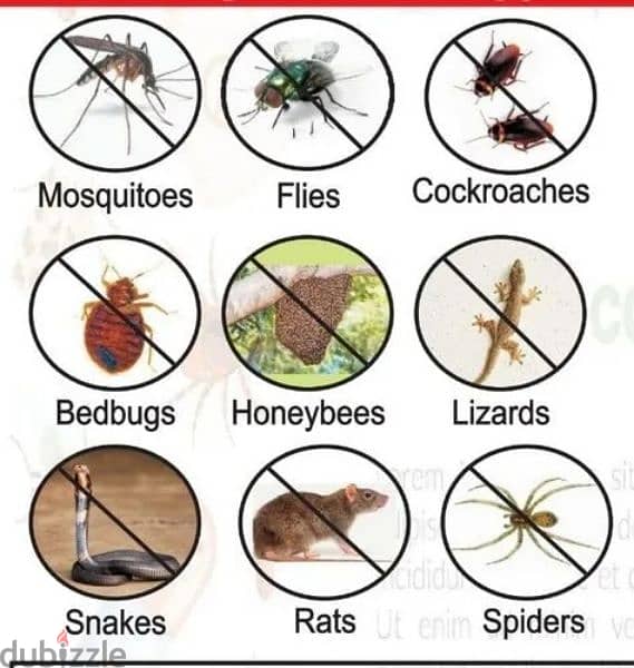 We have medicine for Bedbugs Lizards insects Cockroaches etc 3