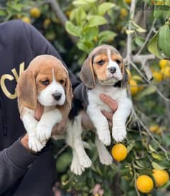 Whatsapp me (+372 5817 6491) Beagle Puppies