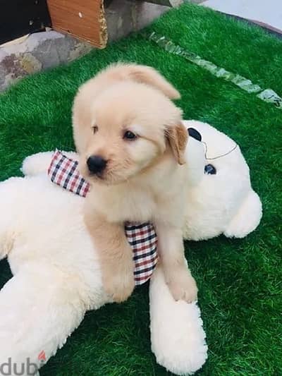 Golden retriever for sale