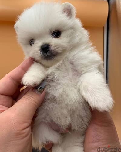 Pomeranian for sale