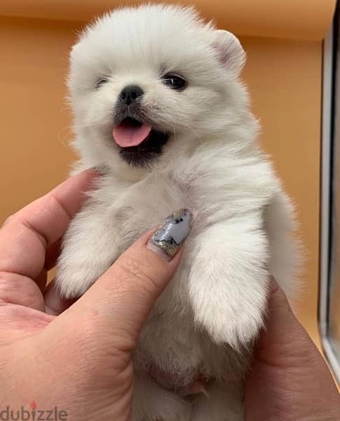 Pomeranian for sale 1