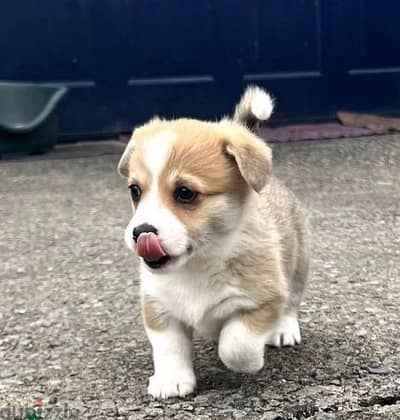 Whatsapp Me +966583921348 Corgi Welsh Puppies