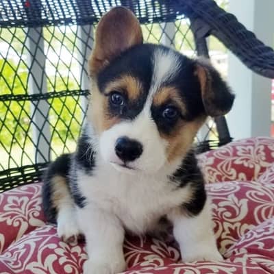 Whatsapp Me +966583921348 Fine Corgi Welsh Puppies