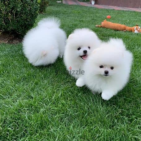 Pomeranian Puppies available 0