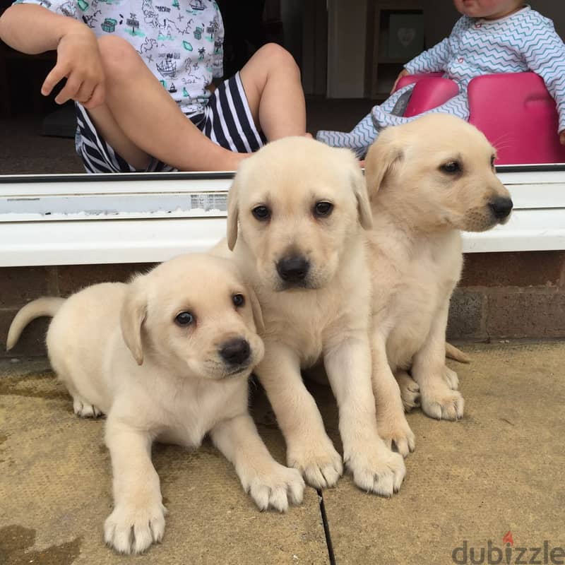 Labrador puppies available 0