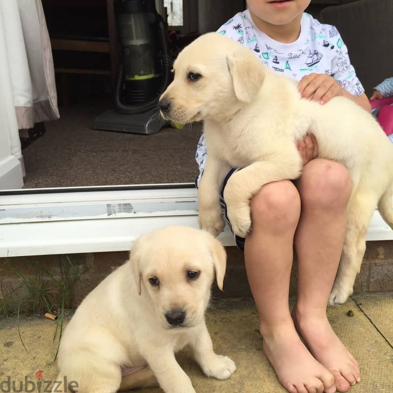 Labrador puppies available 1