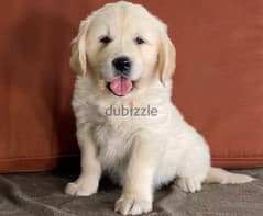 Whatsapp Me +966583921348 Golden Retriever Puppies