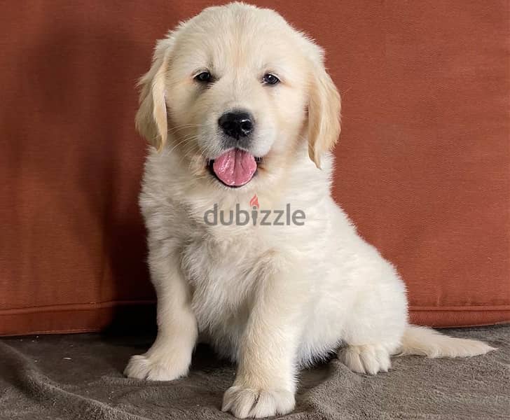 Whatsapp Me +966583921348 Golden Retriever Puppies 0