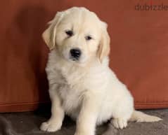 Whatsapp Me +966583921348 Nice Golden Retriever Babies