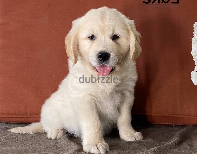 Whatsapp Me +966583921348 Nice Golden Retriever Babies 1