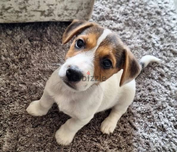 Whatsapp Me +972555074990 Jack Russell Puppies 1