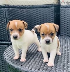 Whatsapp Me (+966 58899 3320) Fine Jack Russell Puppies