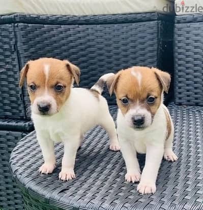 Whatsapp Me +972555074990 Fine Jack Russell Puppies