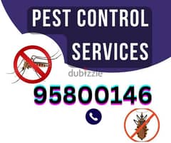 Pest Control Services, Bedbugs, insects, Cockroaches, Rats, Ants, etc