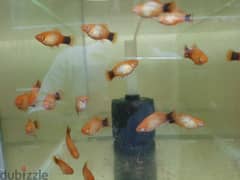 home breeding platy avaialble month end offer 1 ro 4 nos 0