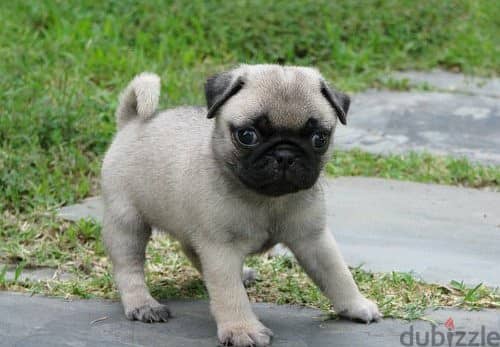 Whatsapp Me (+966 58392 1348) Healthy Pug Puppies 1