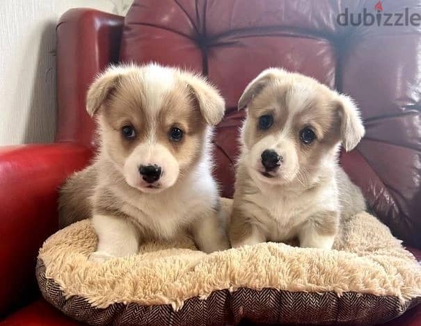 Whatsapp Me (+966 58899 3320) Corgi Welsh Puppies 0