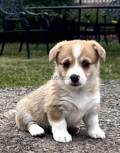 Whatsapp Me (+966 58899 3320) Two Corgi Welsh Babies 2