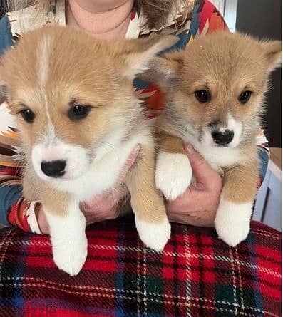 Whatsapp Me (+966 58899 3320) Two Corgi Welsh Babies 1