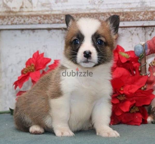 Whatsapp Me (+966 58899 3320) Two Corgi Welsh Babies 0