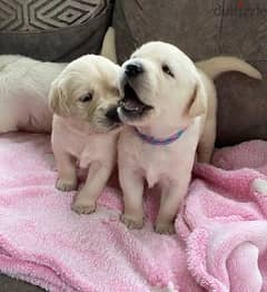 Whatsapp me (+467 0018 7972) Two Labrador Babies