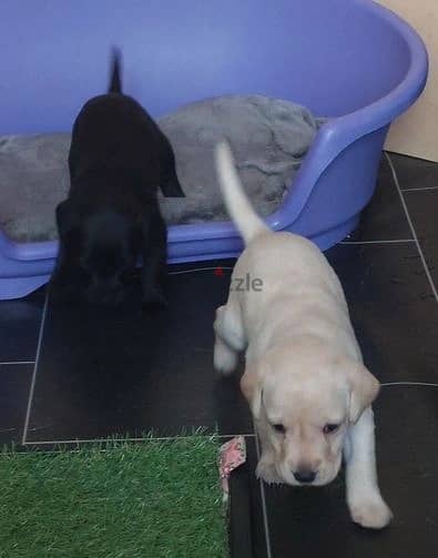 Whatsapp Me +972555074990 Two Labrador Babies 1