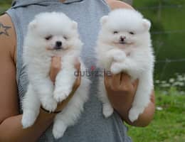 Whatsapp Me +972555074990 Pomeranian Puppies 1