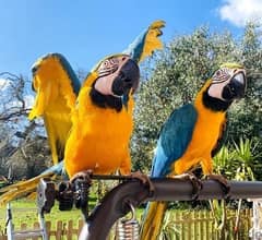 Whatsapp me (+467 0018 7972) Blue and Gold Macaw Birds