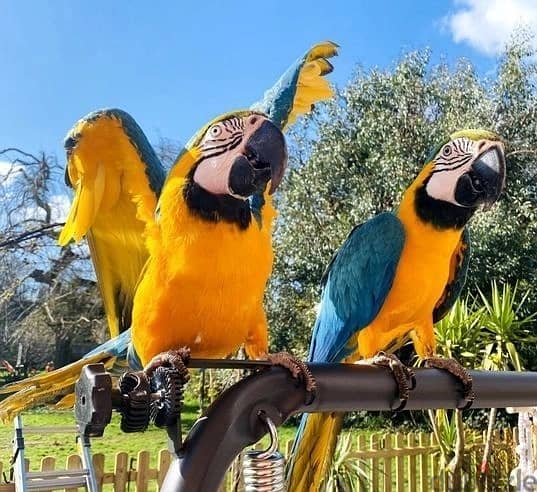 Whatsapp Me +972555074990 Blue and Gold Macaw Birds 0