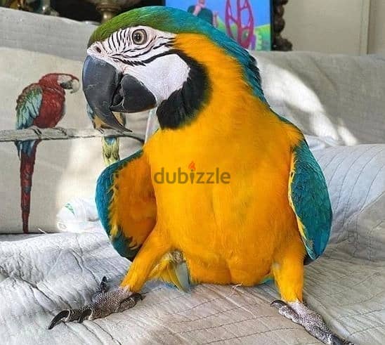 Whatsapp Me +972555074990 Blue and Gold Macaw Birds 1