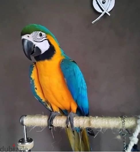 Whatsapp Me +972555074990 Two Macaw Birds 1