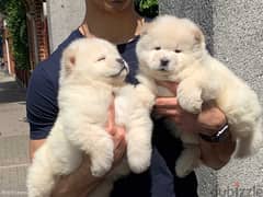 Whatsapp Me (+966 58392 1348) Two Chow Chow Babies