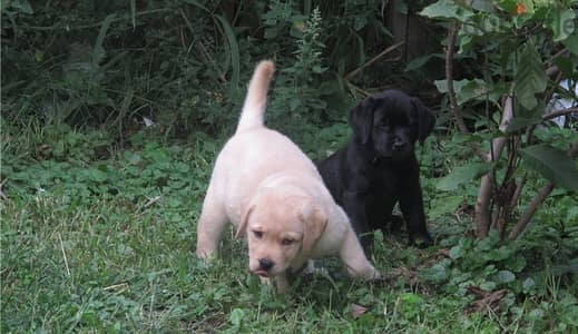 Whatsapp Me +972555074990 Labrador Puppies