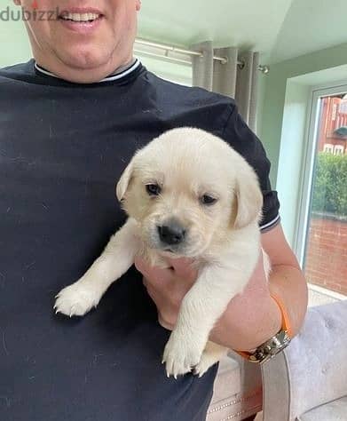 Whatsapp Me +972555074990 Nice Labrador Puppies 1